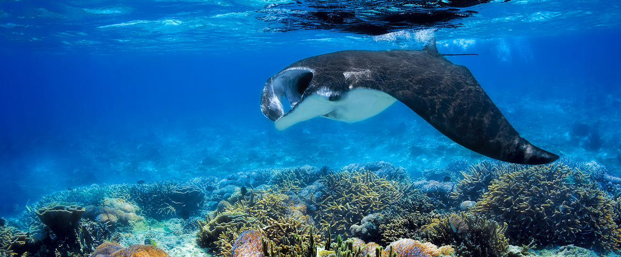 Fiji Wildlife | Swim with Manta Rays in Fiji | Tourism Fiji